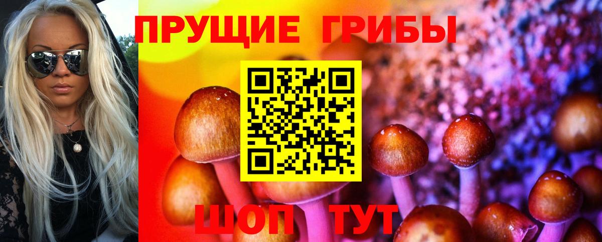 Псилоцибиновые грибы Cubensis Губкин